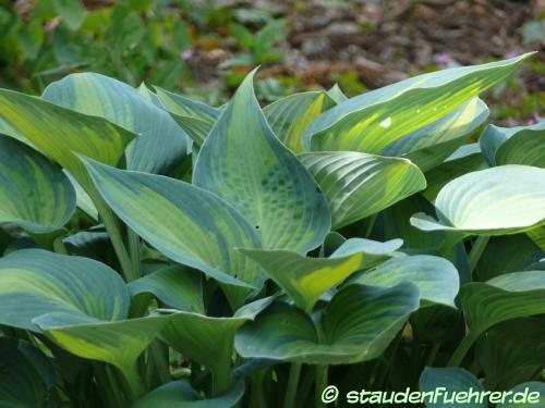 Image Hosta Hybr. 'June Fever'