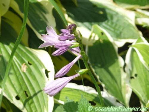 Bild Hosta sieboldii 'albomarginata'