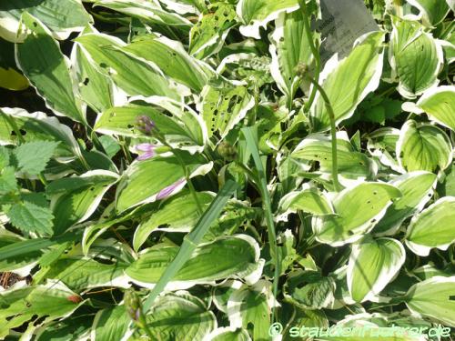 Bild Hosta sieboldii 'albomarginata'