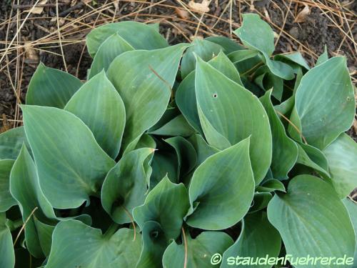 Image Hosta Hybr. 'Special Gift'