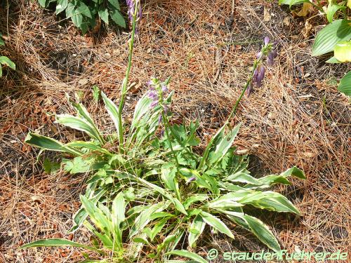 Image Hosta Hybr. 'Stiletto'