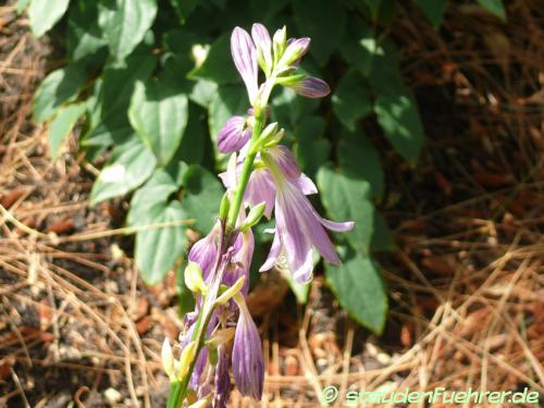 Bild Hosta Hybr. 'Stiletto'