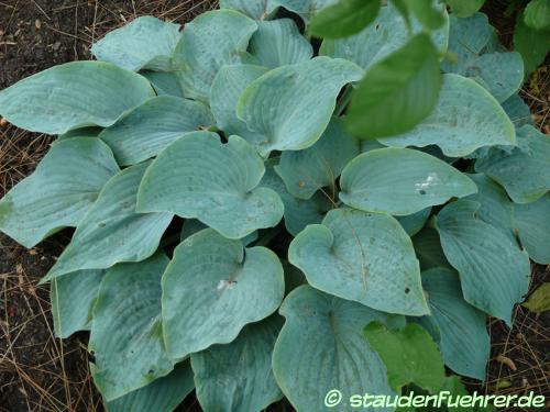 Image Hosta Hybr. 'Theo's Blue'