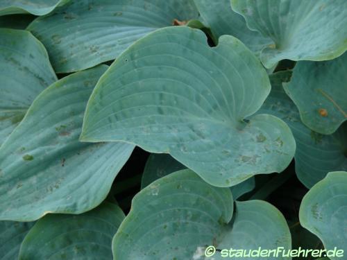 Bild Hosta Hybr. 'Theo's Blue'