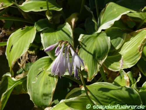 Bild Hosta 'Undulata Albomarginata'