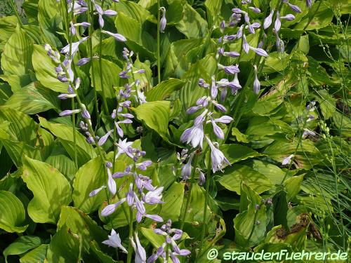 Hosta ventricosa - Glocken-Funkie Bild Hosta ventricosa