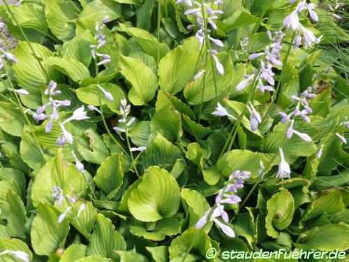 Hosta ventricosa - Glocken-Funkie Bild Hosta ventricosa