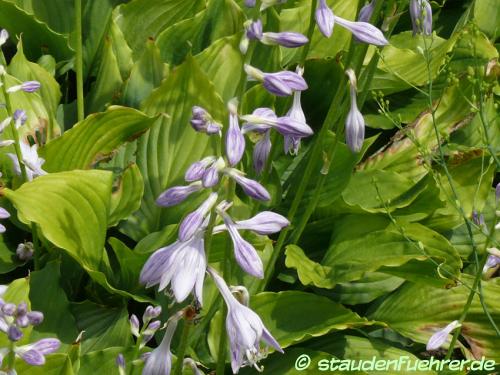 Bild Hosta ventricosa