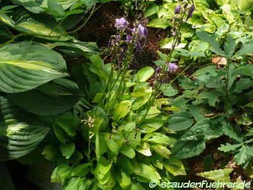 Bild Hosta 'Wagon Giboshi'