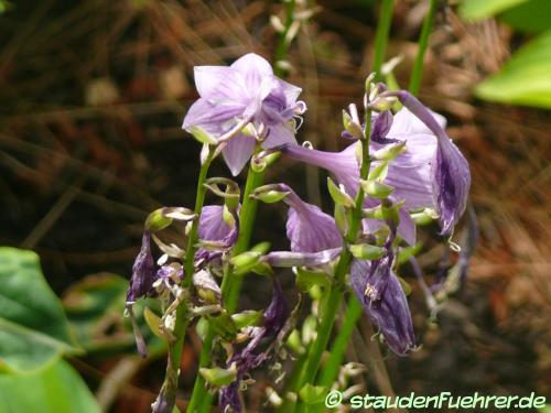 Image Hosta 'Wagon Giboshi'