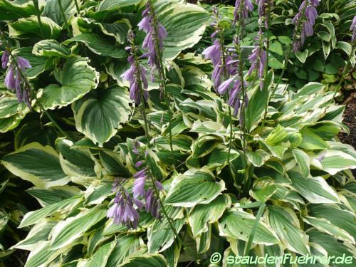 Image Hosta 'Yellow Splash Rim'