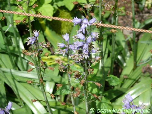 Image Hyacinthoides hispanica 'Excelsior'