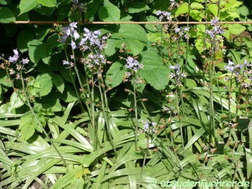 Image Hyacinthoides hispanica 'Excelsior'