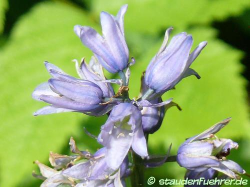 Bild Hyacinthoides hispanica 'Excelsior'