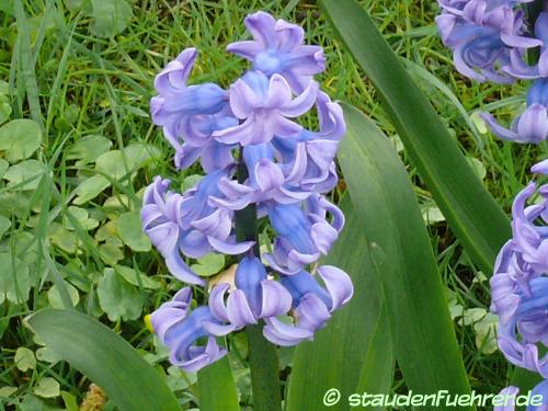 Bild Hyacinthus