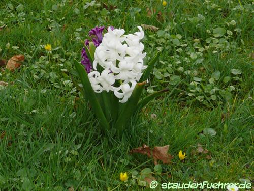 Image Hyacinthus