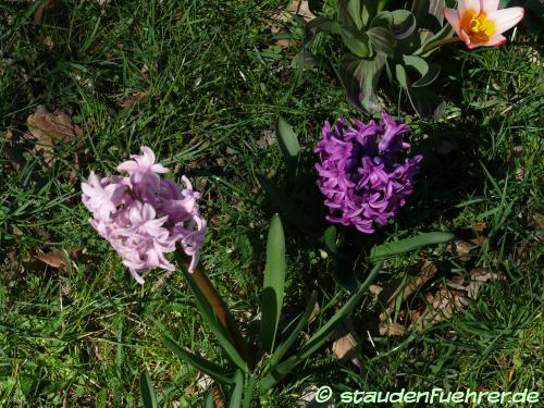 Bild Hyacinthus
