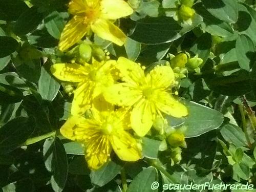 Image Hypericum maculatum