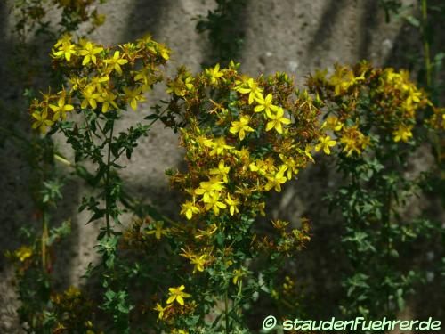 Image Hypericum perforatum