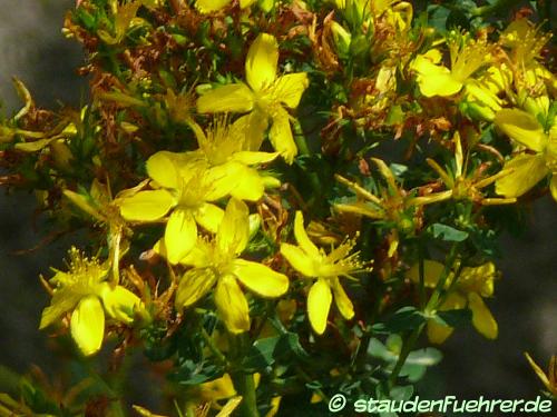 Bild Hypericum perforatum