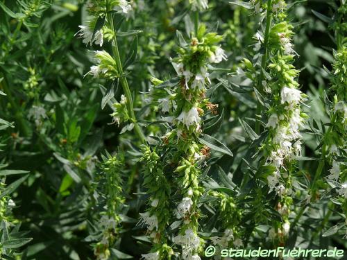 Image Hyssopus officinalis 'Albus'