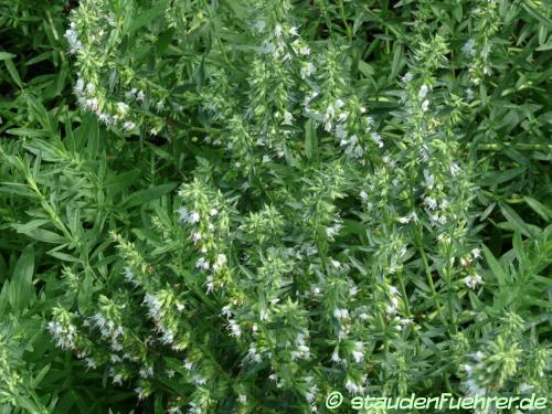 Bild Hyssopus officinalis 'Albus'