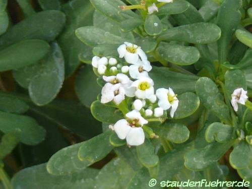 Image Iberis semperflorens