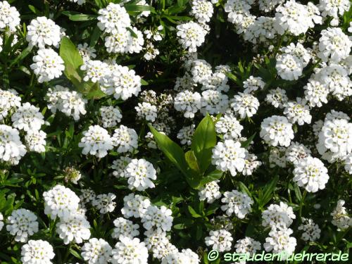 Image Iberis sempervirens