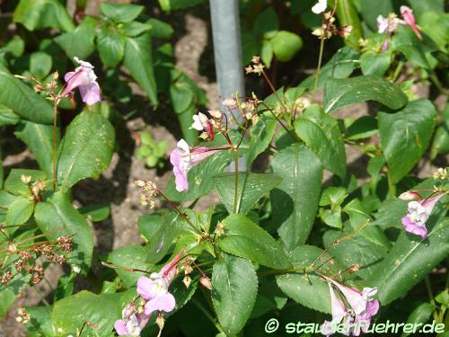 Bild Impatiens balfourii