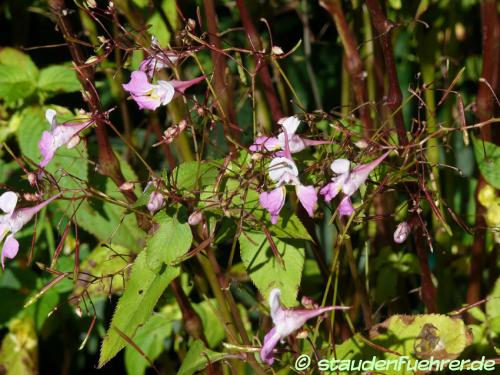 Bild Impatiens balfourii