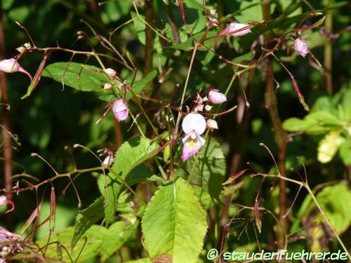 Bild Impatiens balfourii