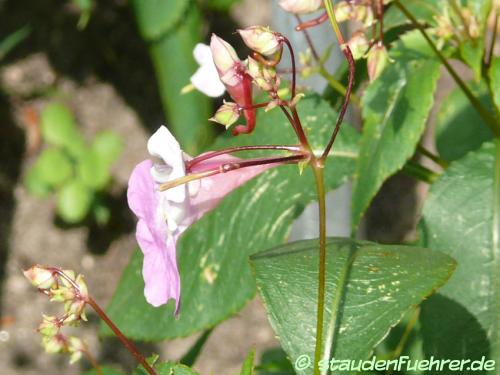 Image Impatiens balfourii