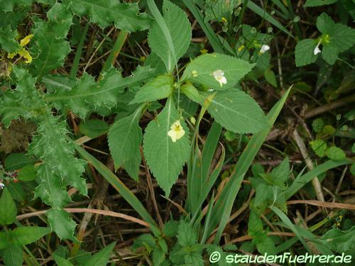 Image Impatiens parviflora