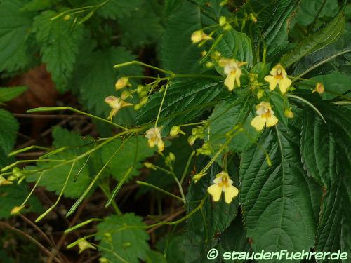 Image Impatiens parviflora