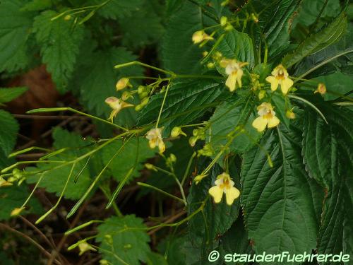 Image Impatiens parviflora