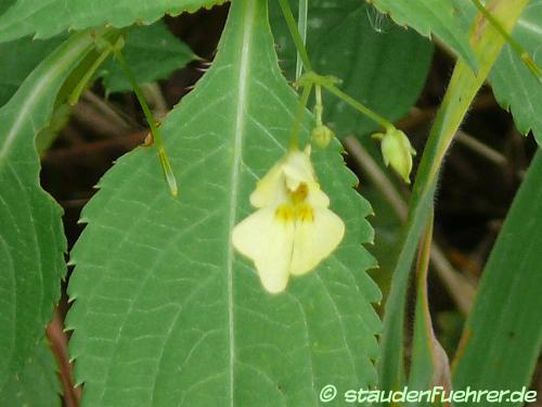 Image Impatiens parviflora