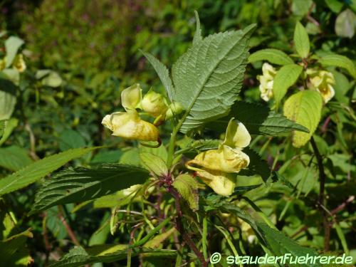 Impatiens scabrida - Balfours Springkraut Bild Impatiens scabrida