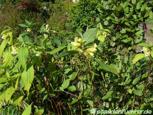 Impatiens scabrida - Balfours Springkraut Bild Impatiens scabrida