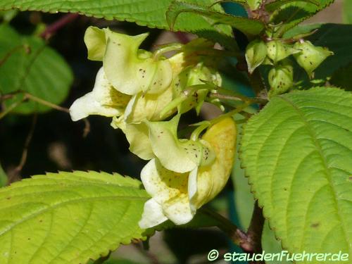 Bild Impatiens scabrida