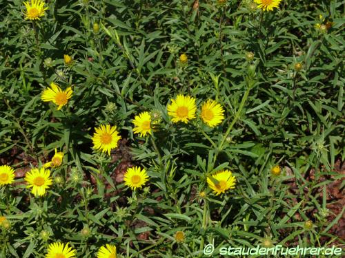 Bild Inula ensifolia 'Compacta'