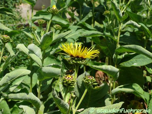 Bild Inula helenium