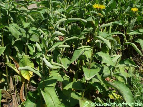 Bild Inula helenium