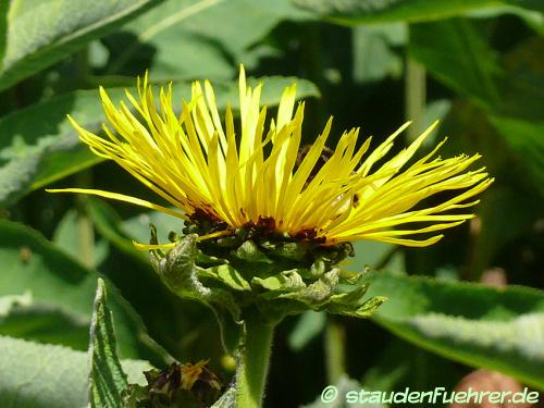 Image Inula helenium