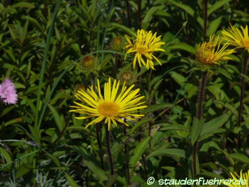 Bild Inula hirta