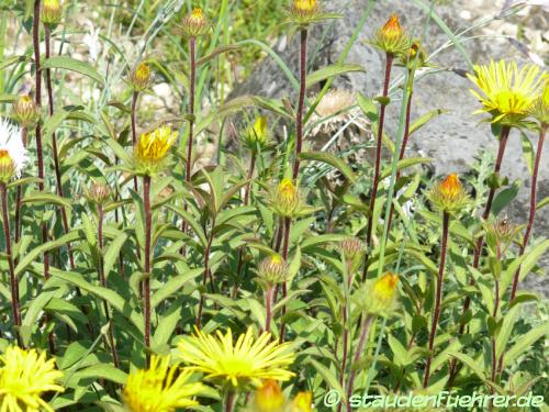 Bild Inula hirta