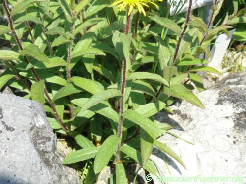 Image Inula hirta