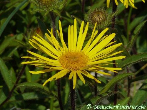 Bild Inula hirta