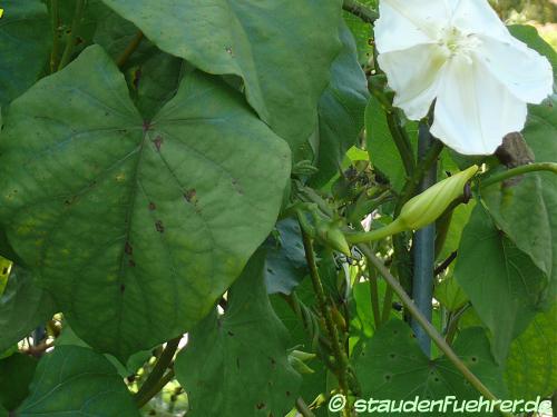 Bild Ipomoea alba