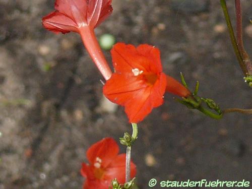 Bild Ipomoea coccinea