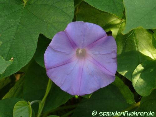 Bild Ipomoea indica